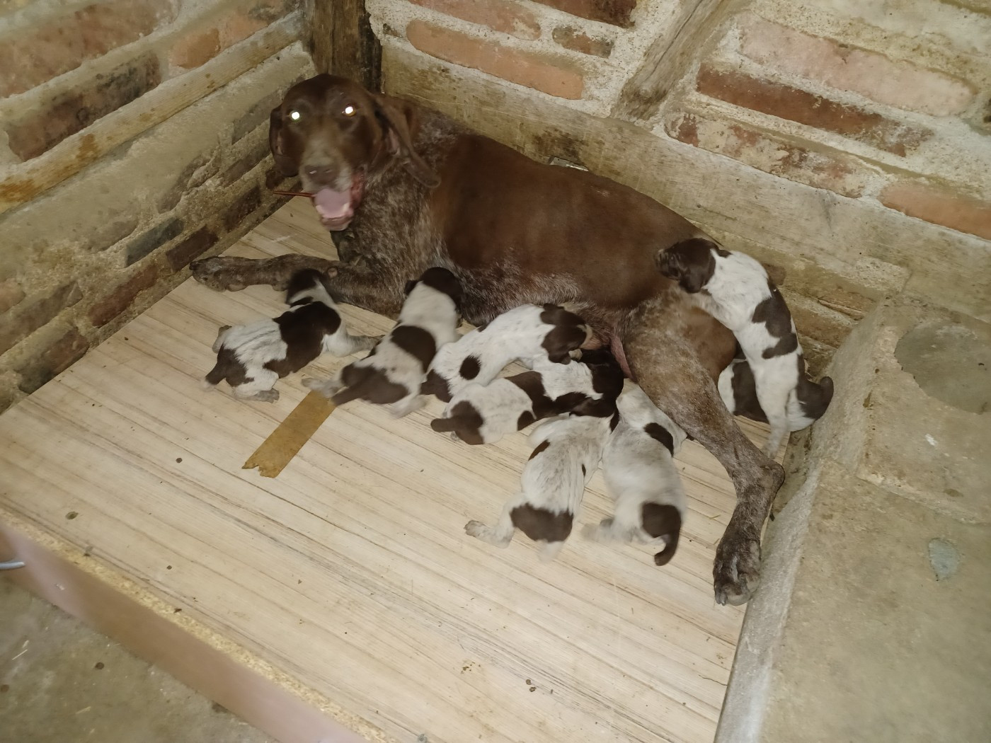 les chiots de Princess